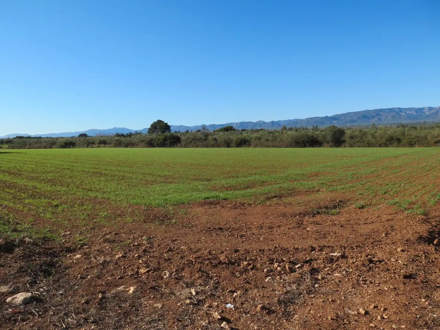 Rural land for sale in Godall, imagen 10