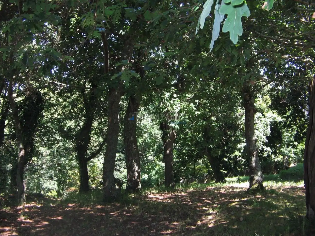 Casa o chalet en venta en Vigo  con Jardín privado