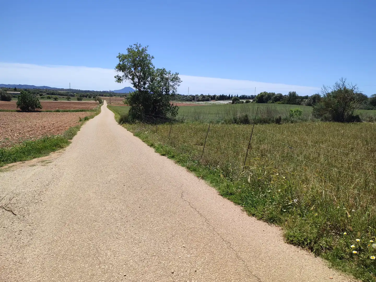 Rural land for sale in Vilafranca de Bonany, imagen 16