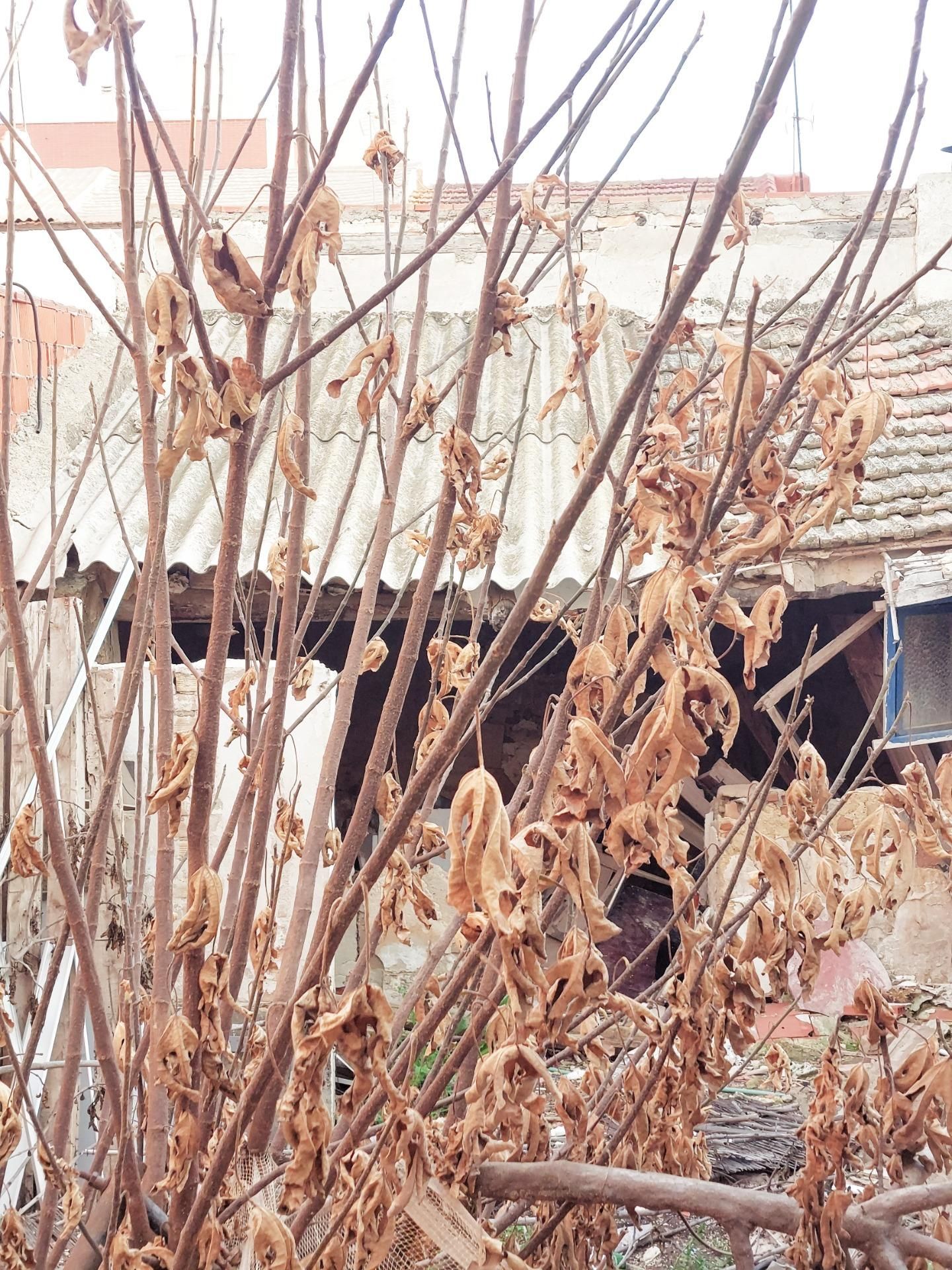 Finca rústica en venta en Javalí Viejo