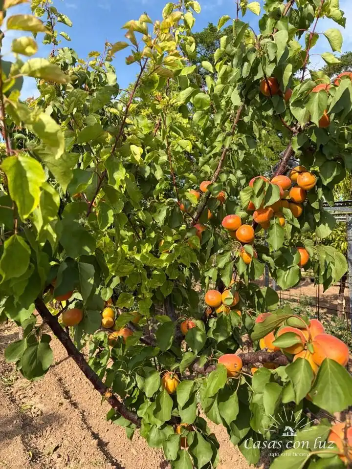 Jardí de Finca rústica en venda en Zaragoza amb Jardí privat i Piscina