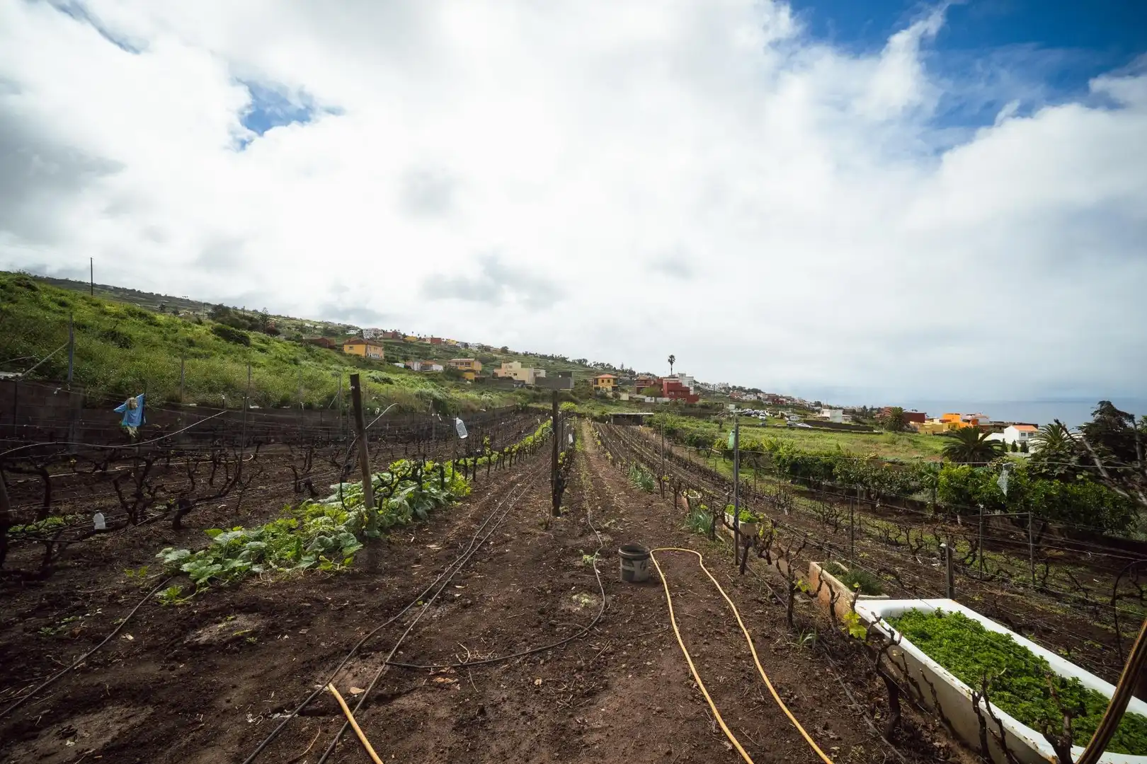 Jardín de Finca rústica en venta en El Sauzal