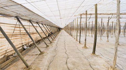 Foto 4 de Finca rústica en venta en San Isidro - Campohermoso, Níjar