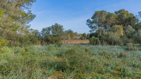 Photo 5 of Land for sale in Polígono Poligono 37 Parcela 359, Sa Casa Blanca,  Palma de Mallorca
