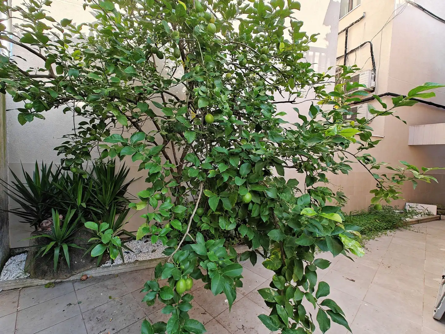 Garten von Geschaftsraum zur Miete in Lasarte-Oria mit Terrasse