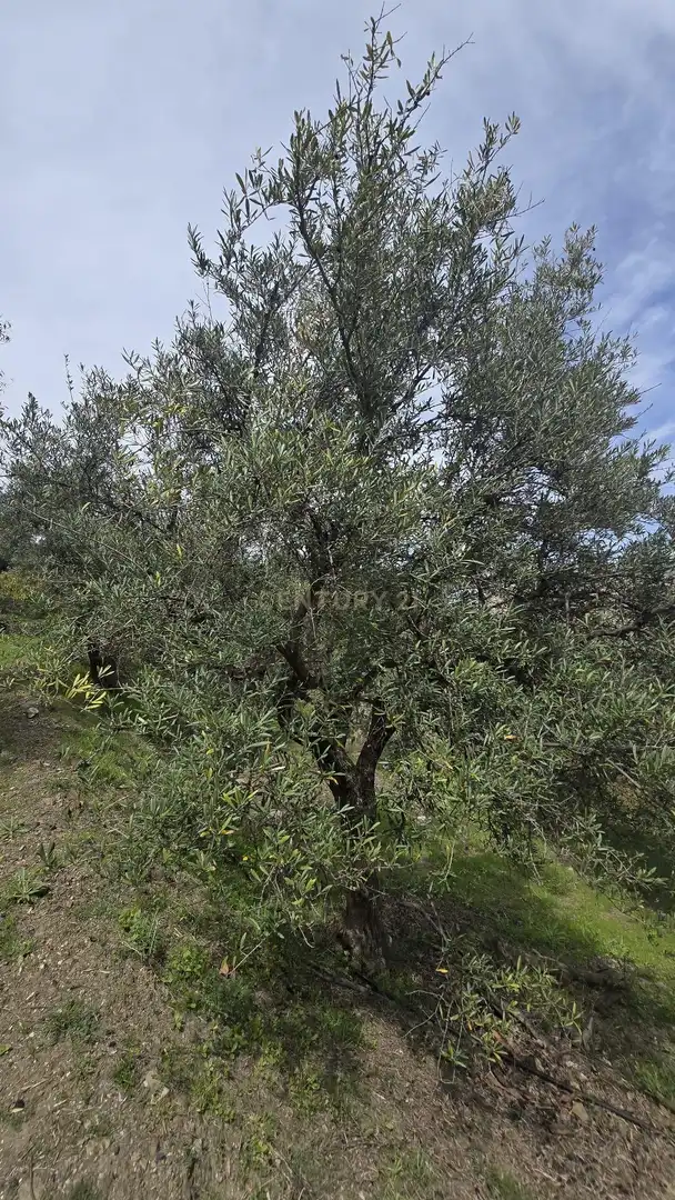 Terreno rustico in vendita a Polígono 11 Parcela 307 EL CERRILLAR. LOS GUAJARES (GRANADA), imagen 6