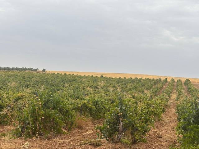 Terreno residencial en Venta en Fernán Caballero