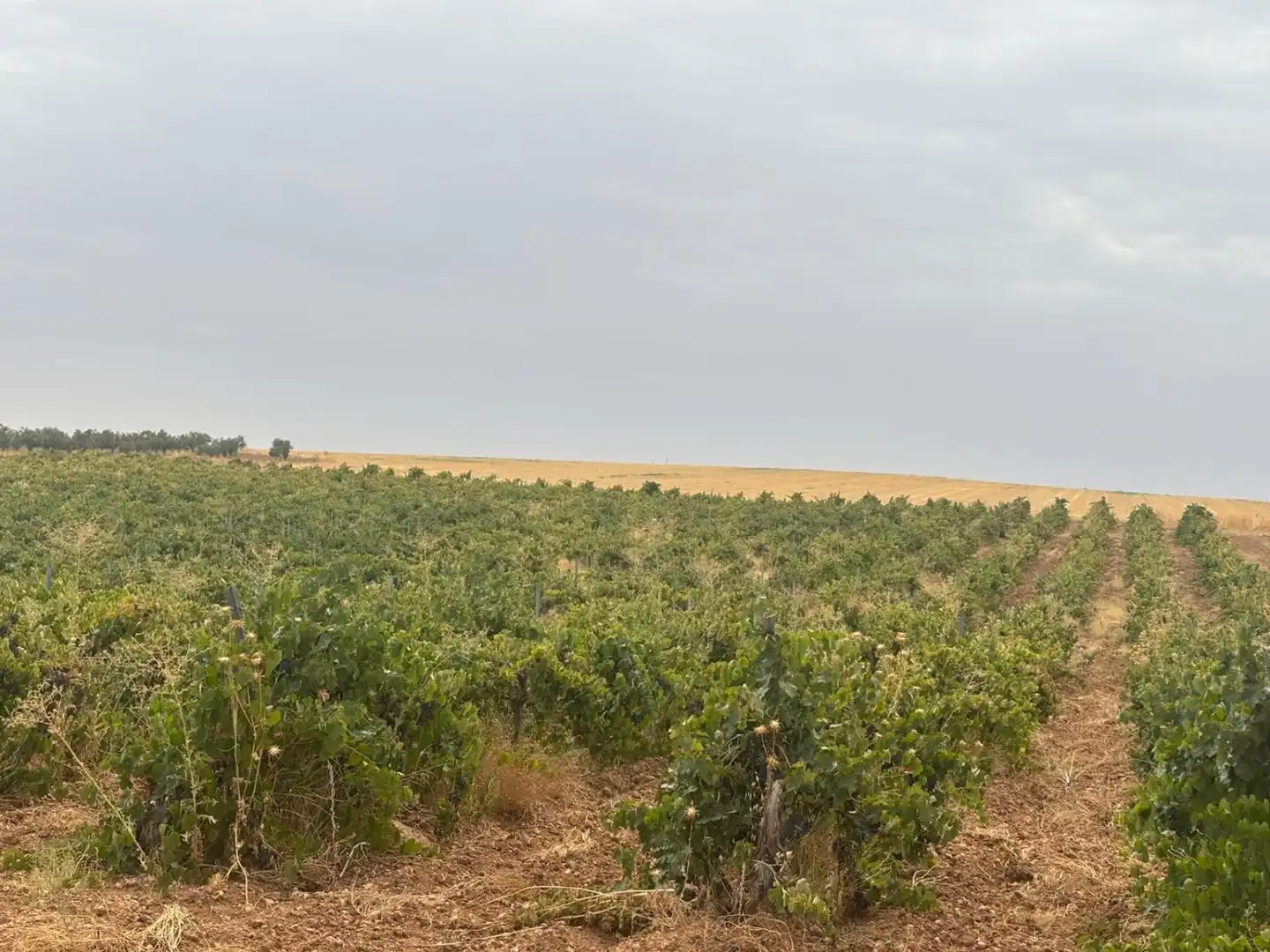 Terrenys i solars en venda a Fernán Caballero
