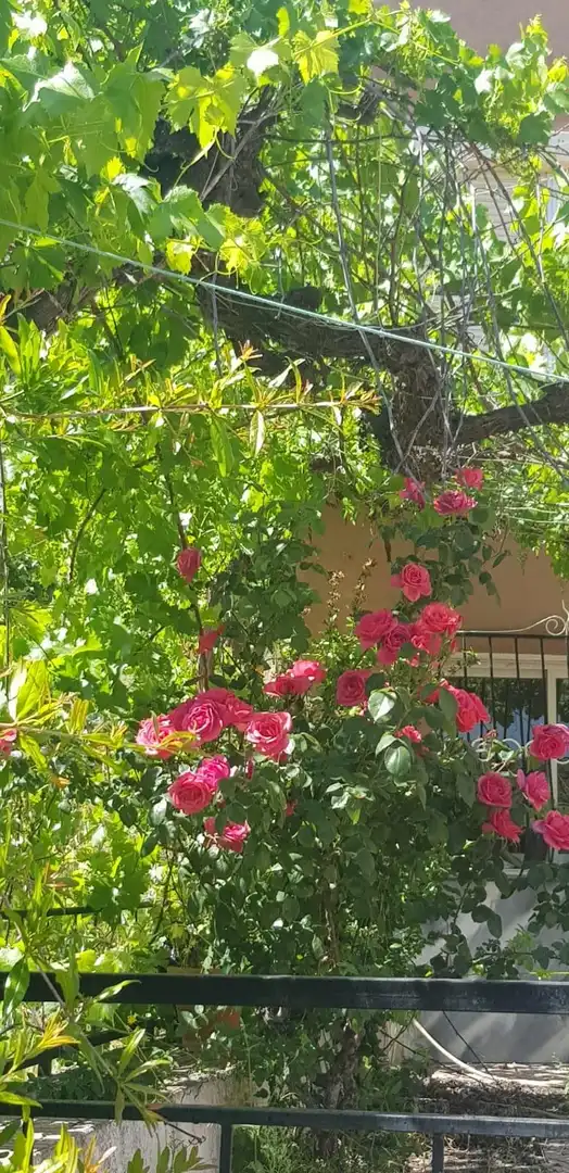 Jardín de Casa o chalet en venta en Alcóntar con Jardín privado, Terraza y Trastero