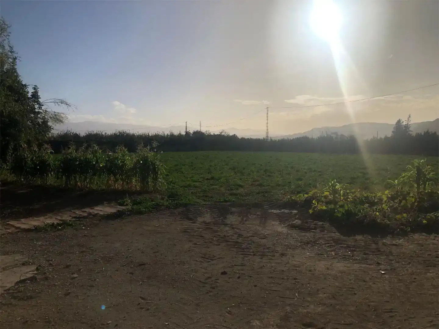 Finca rústica en venda en Benalúa