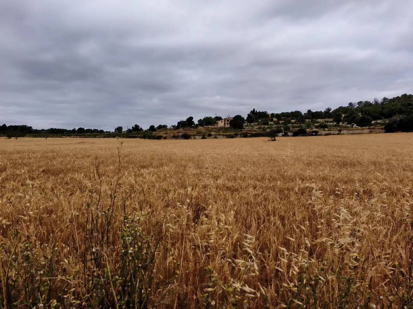 Terreno en venta en Montuïri