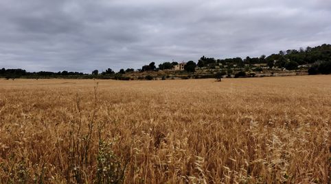 Foto 2 de Terreno en venta en Montuïri, Illes Balears