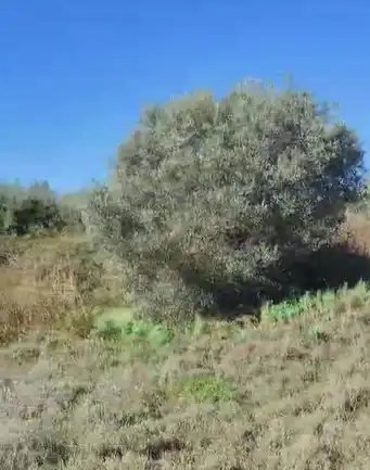 Rural land for sale in Agoncillo, imagen 2