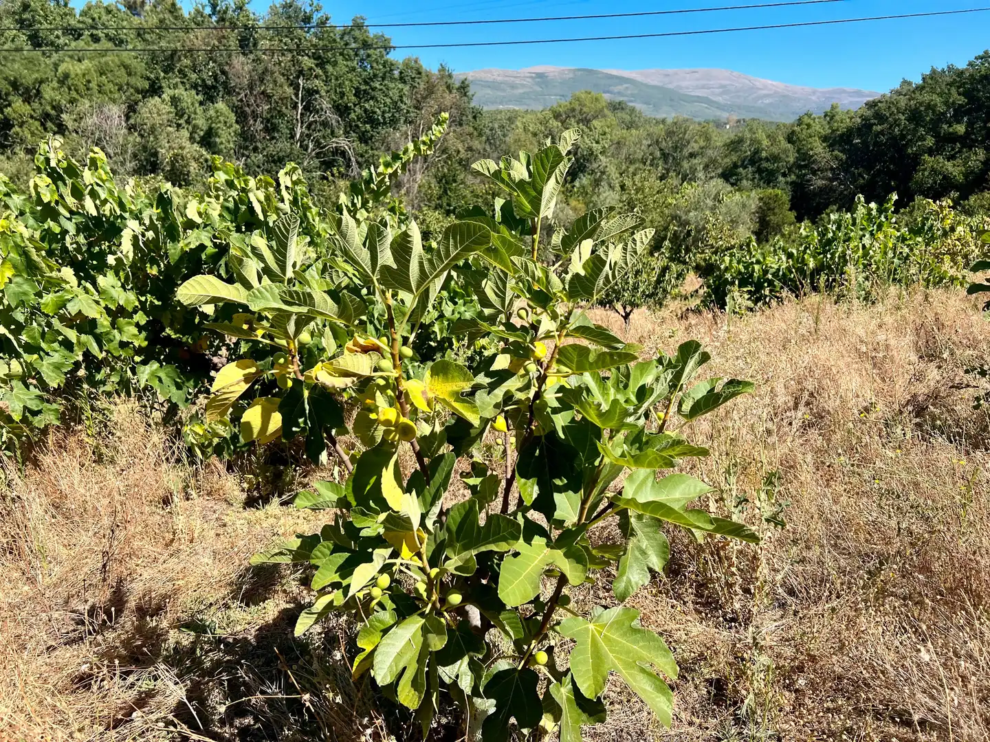 Terreni e lotti in vendita a Jaraíz de la Vera, imagen 7