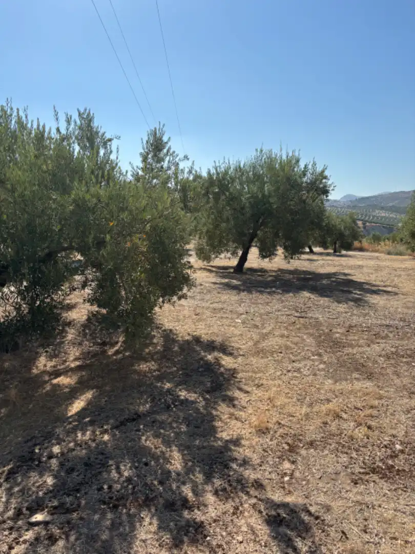 Terreno rustico in vendita a Baena, imagen 4