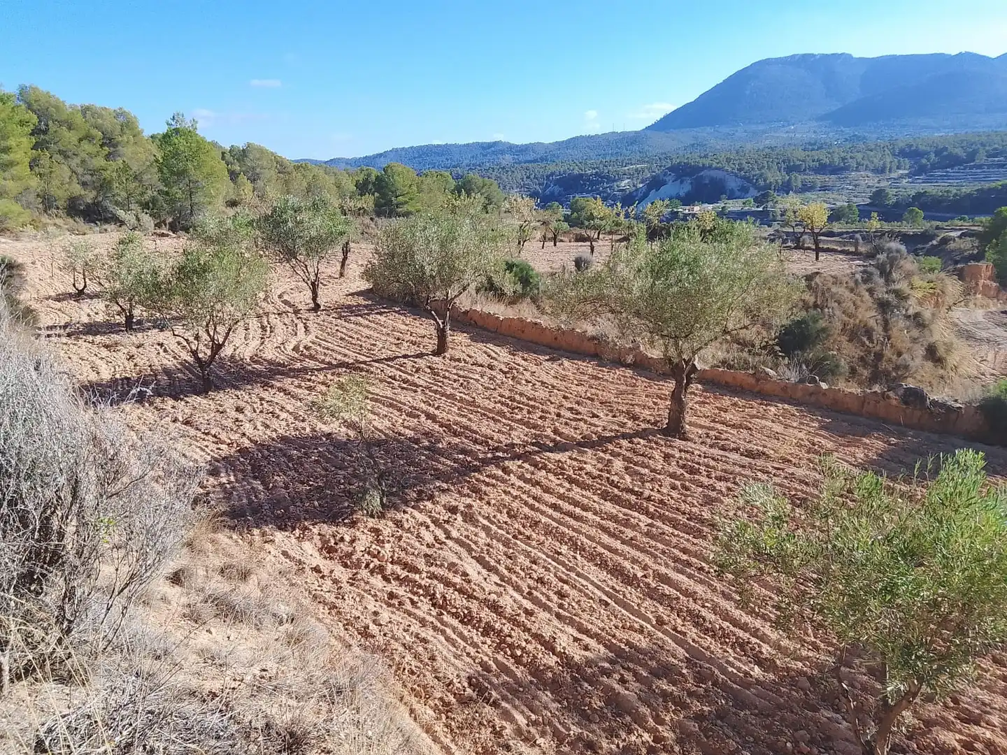Terreny rústic en venda a Tibi, imagen 6