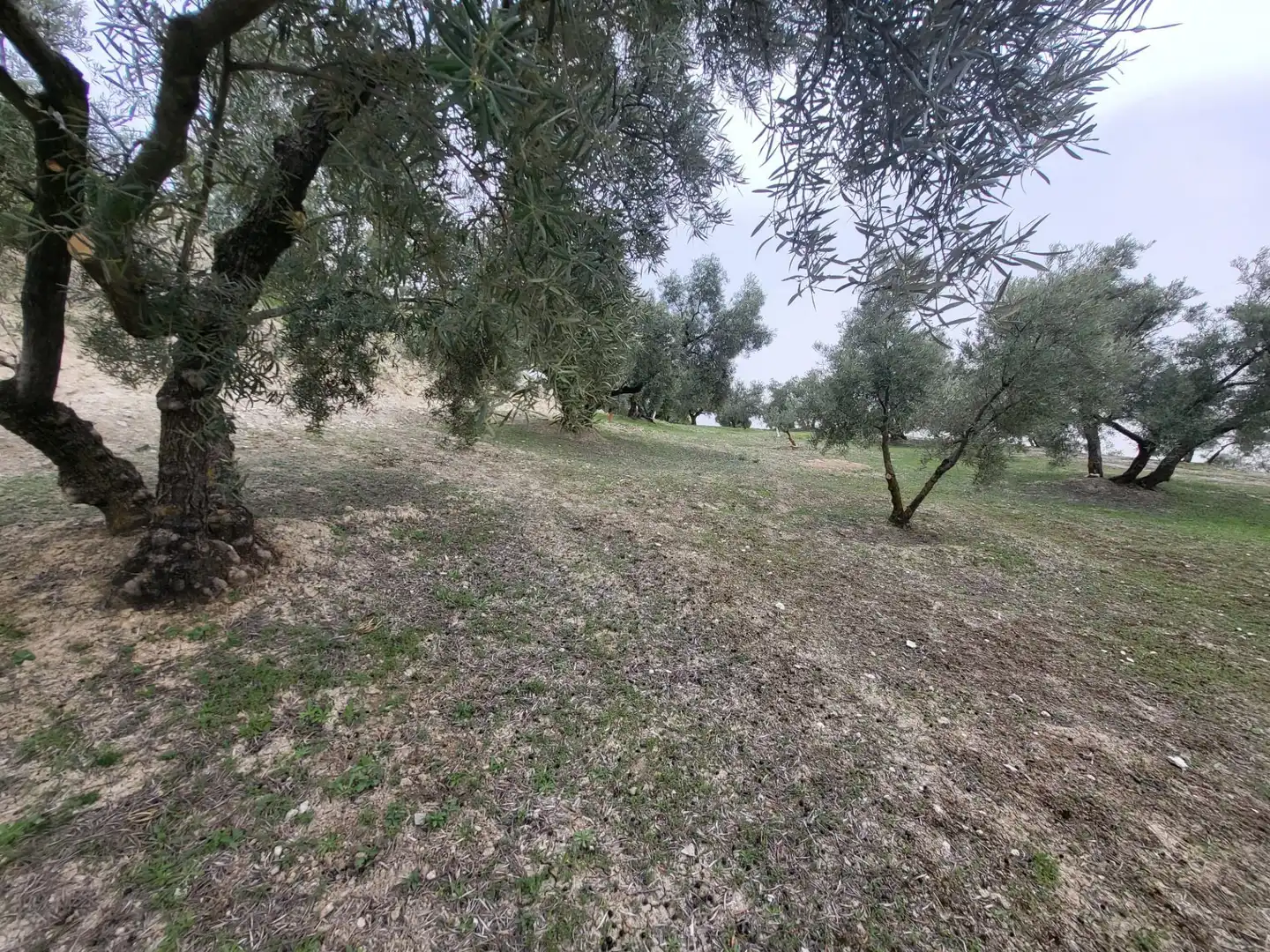 Rustikales Grundstück zum Verkauf in Güevéjar, imagen 12