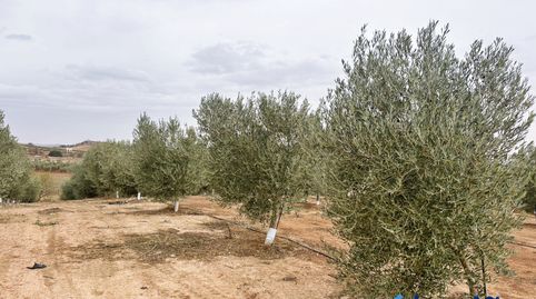 Photo 4 of Residential for sale in Campillos, Málaga