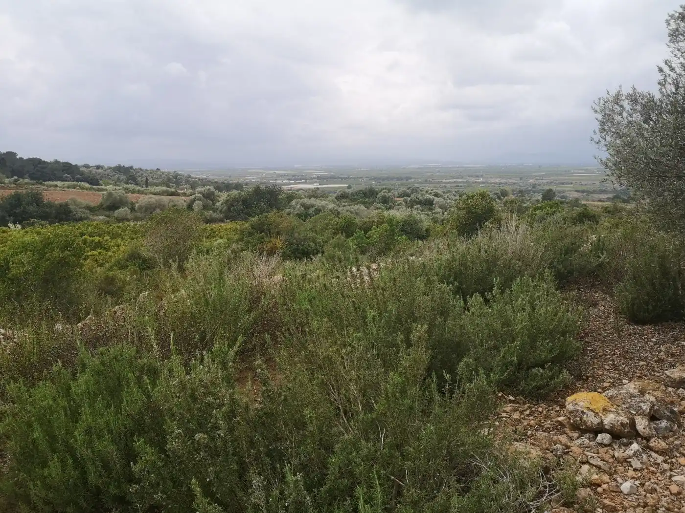 Terreno rustico in vendita a Ulldecona