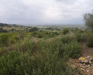 Terreny industrial en venda en Ulldecona