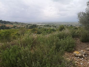 Terreno rustico in vendita a Ulldecona