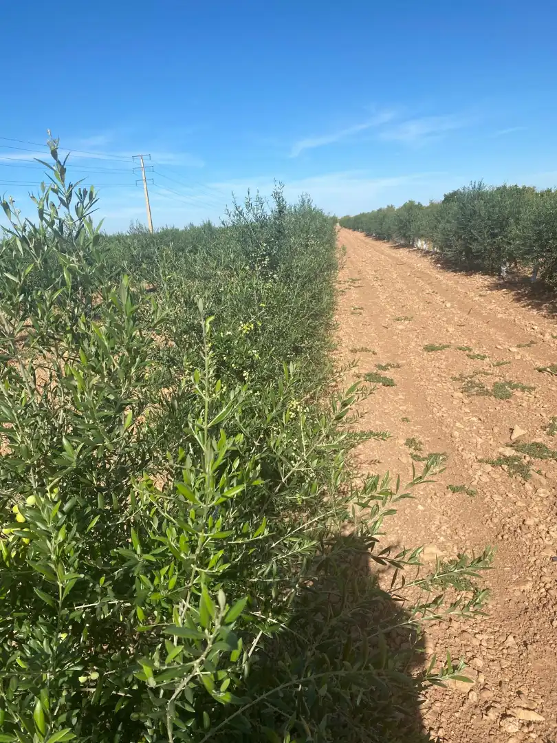 Terreno rustico in vendita a Calle García Pavón, imagen 28