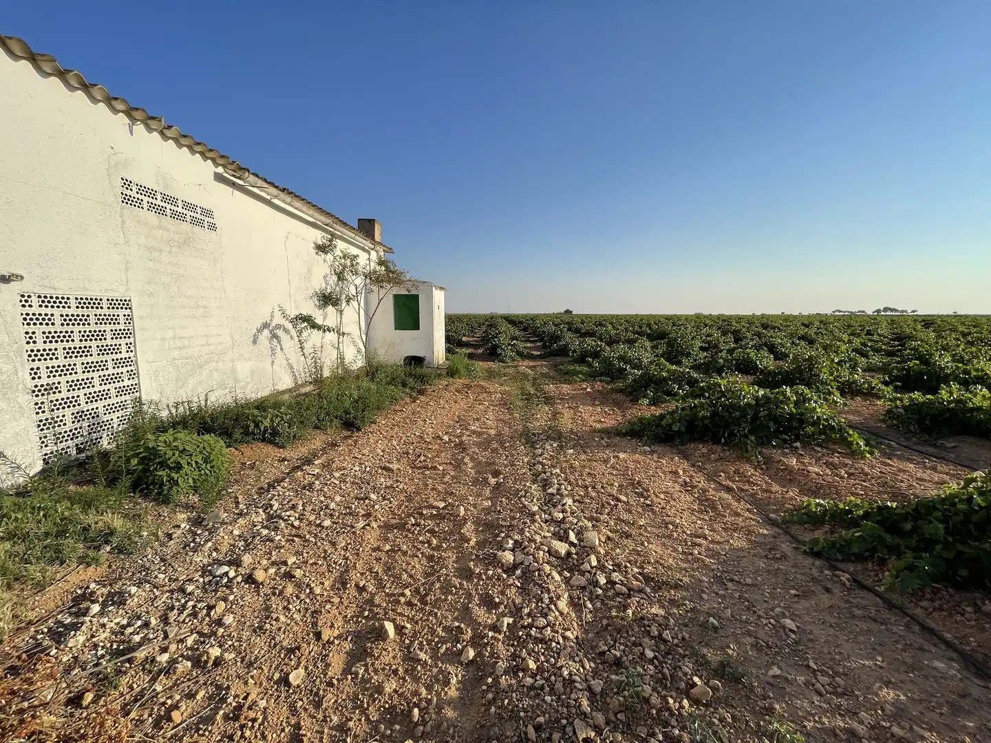 Terreno rústico en venta en Tomelloso, imagen 11