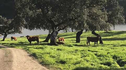 Parc. Rúst. en venta en Aracena., immagine 3