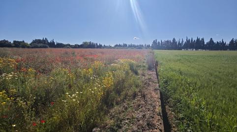 Foto 5 de Finca rústica en venda a Calle Poligono 4, Llubí, Illes Balears