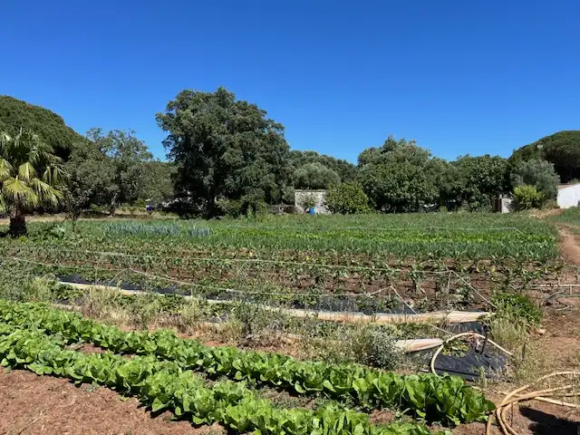 Jardín de Finca rústica en venta en Vejer de la Frontera