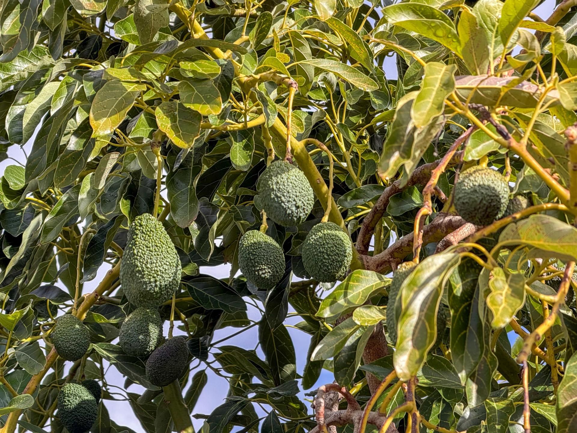 Jardí de Finca rústica en venda en Los Guájares amb Terrassa i Traster