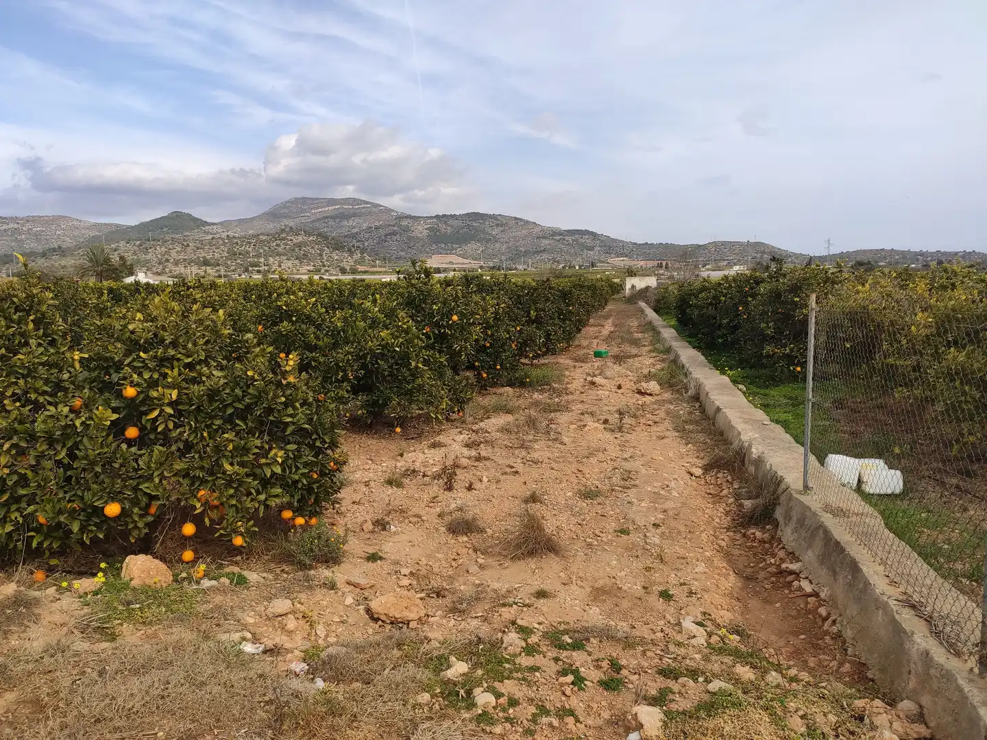 Rural land for sale in Alcanar, imagen 16