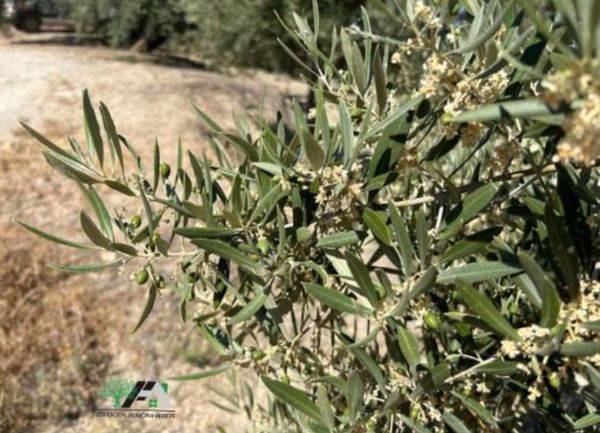 Terreno en Venta en N/A en Begíjar