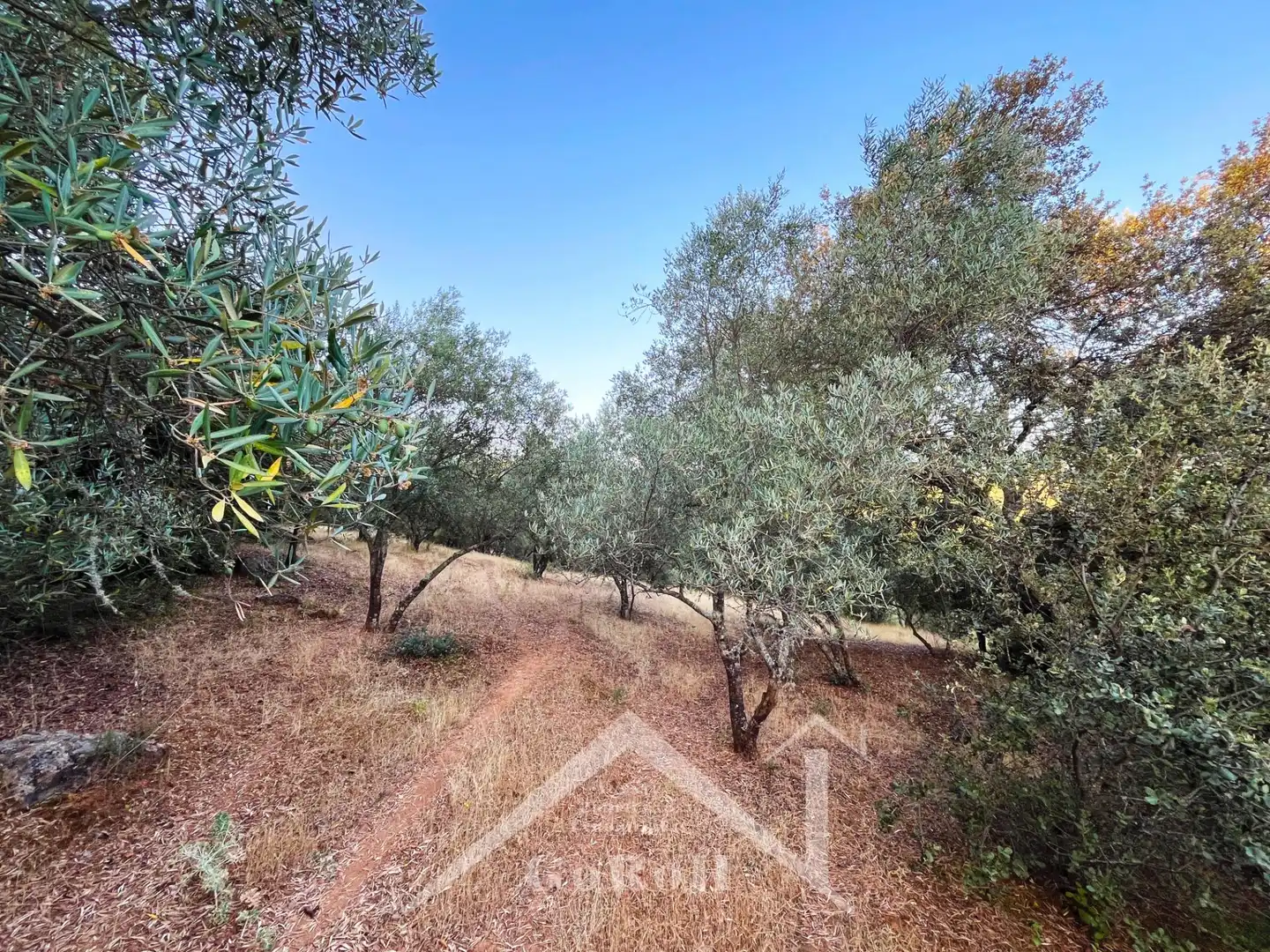 Land for sale in Constantina