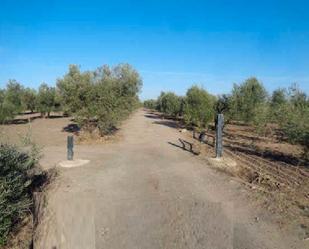 Land for sale in Arahal