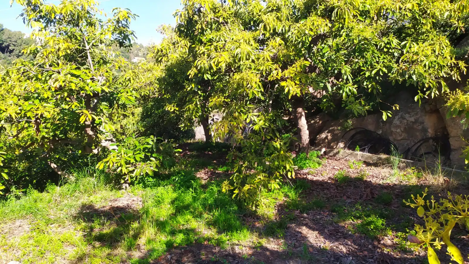Rural land for sale in Paraje Almachares 15, imagen 3