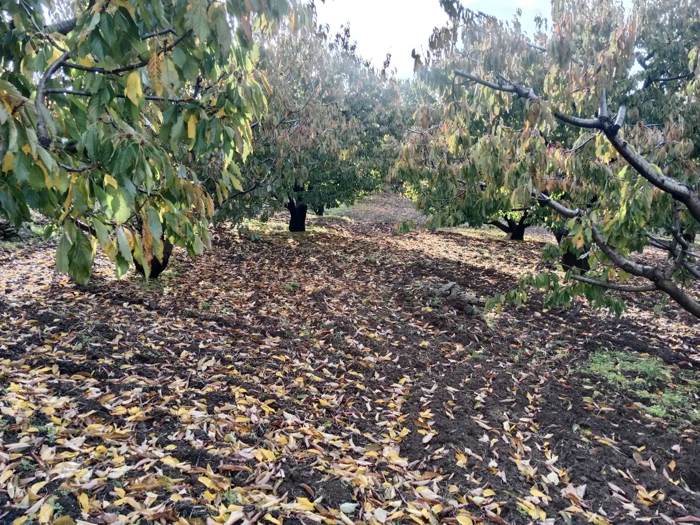 Terreni e lotti in vendita a Pasarón de la Vera, imagen 19