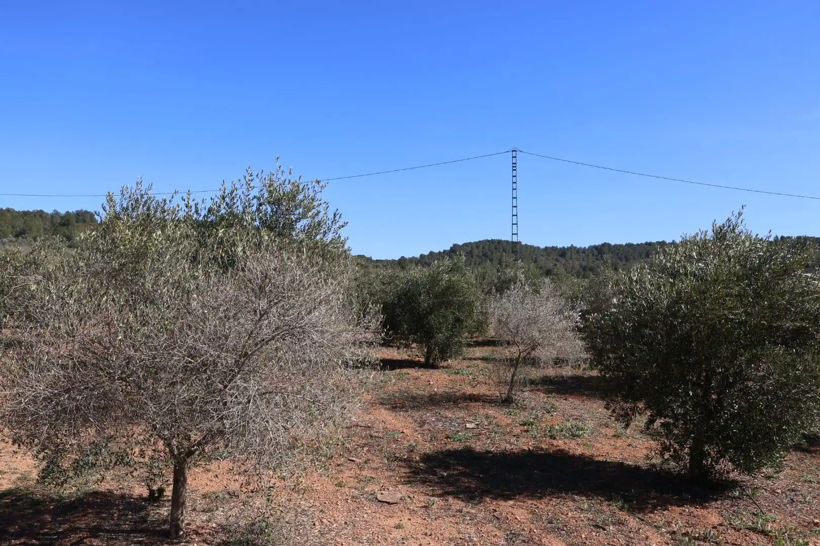 Terreno en venta en BARONA, Vall d'Alba