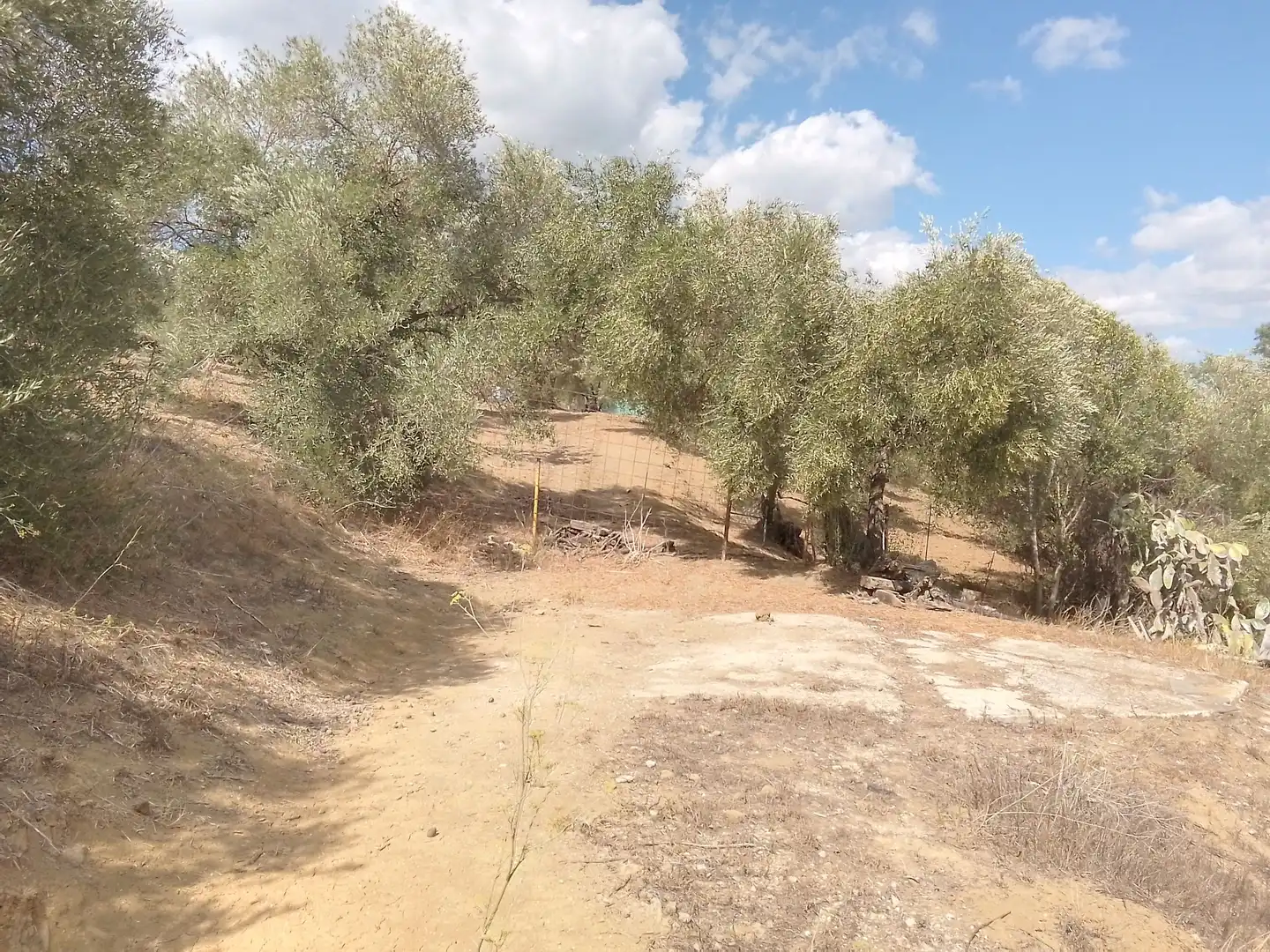 Terrain rustique à vendre à Cortes de la Frontera, imagen 20