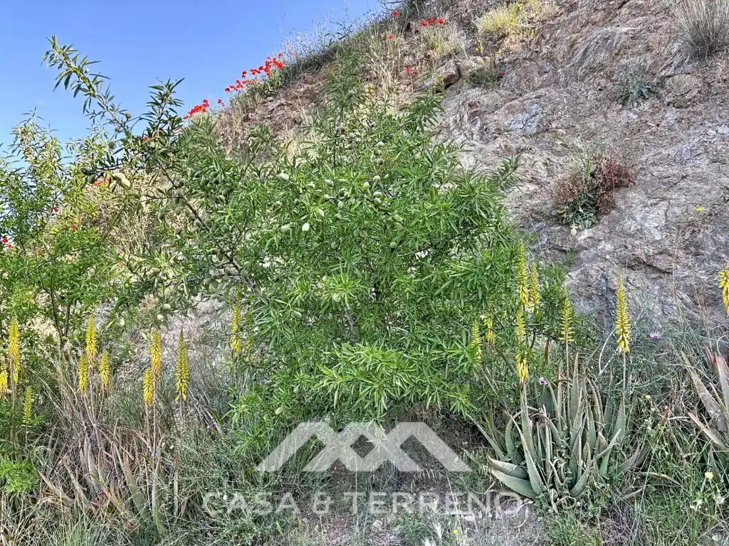 Casa o xalet en venda en Canillas de Aceituno amb Jardí privat, Terrassa i Piscina