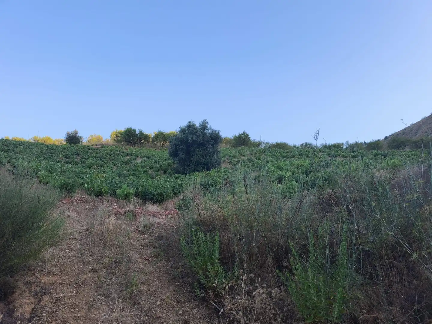 Terrenys i solars en venda a Colmenar, imagen 23