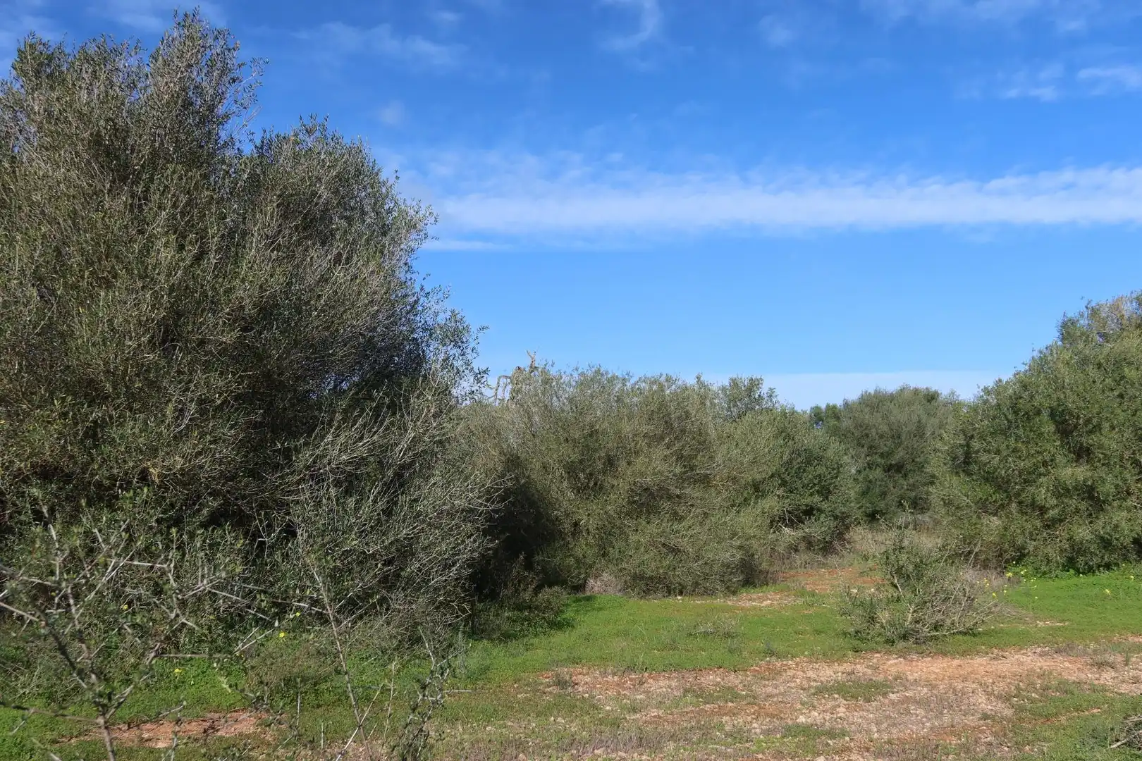 Residential land for sale in Campos poble, imagen 14