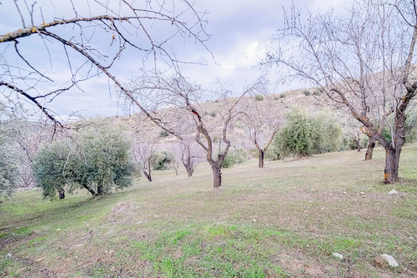 Lands and plots for sale in Autovia Pinos Genil, imagen 12
