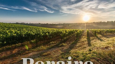 BODEGA CON VIÑEDOS, 25 HECTÁREAS
