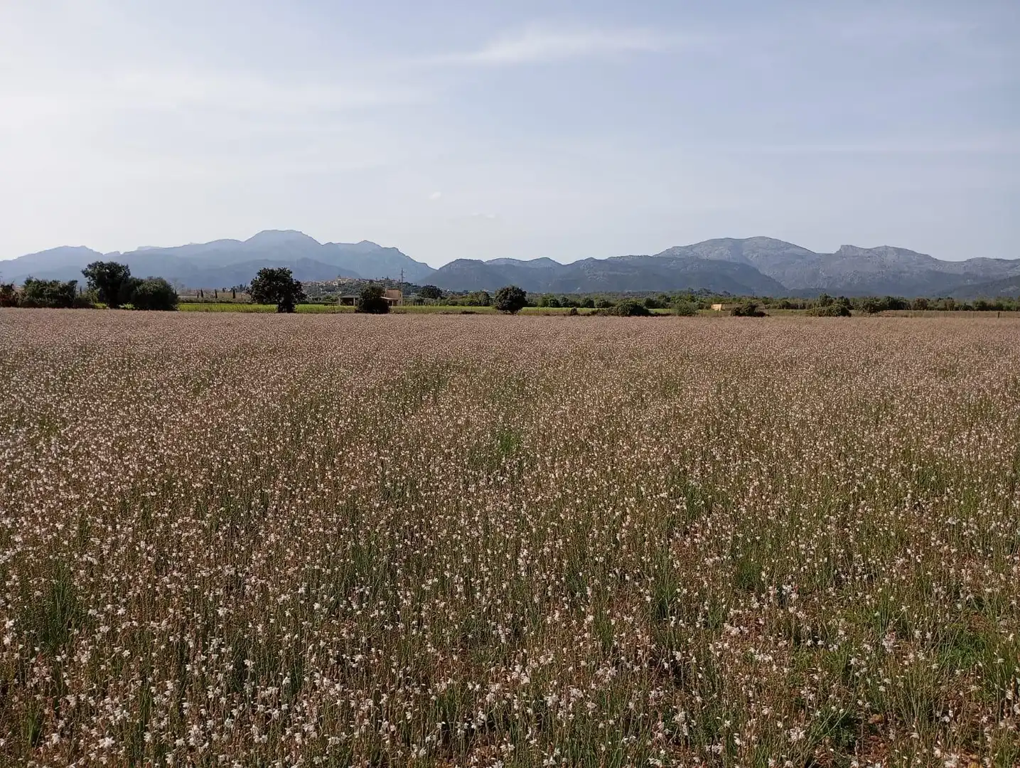 Wohnbaugrundstück zum Verkauf in Sa Pobla, imagen 3