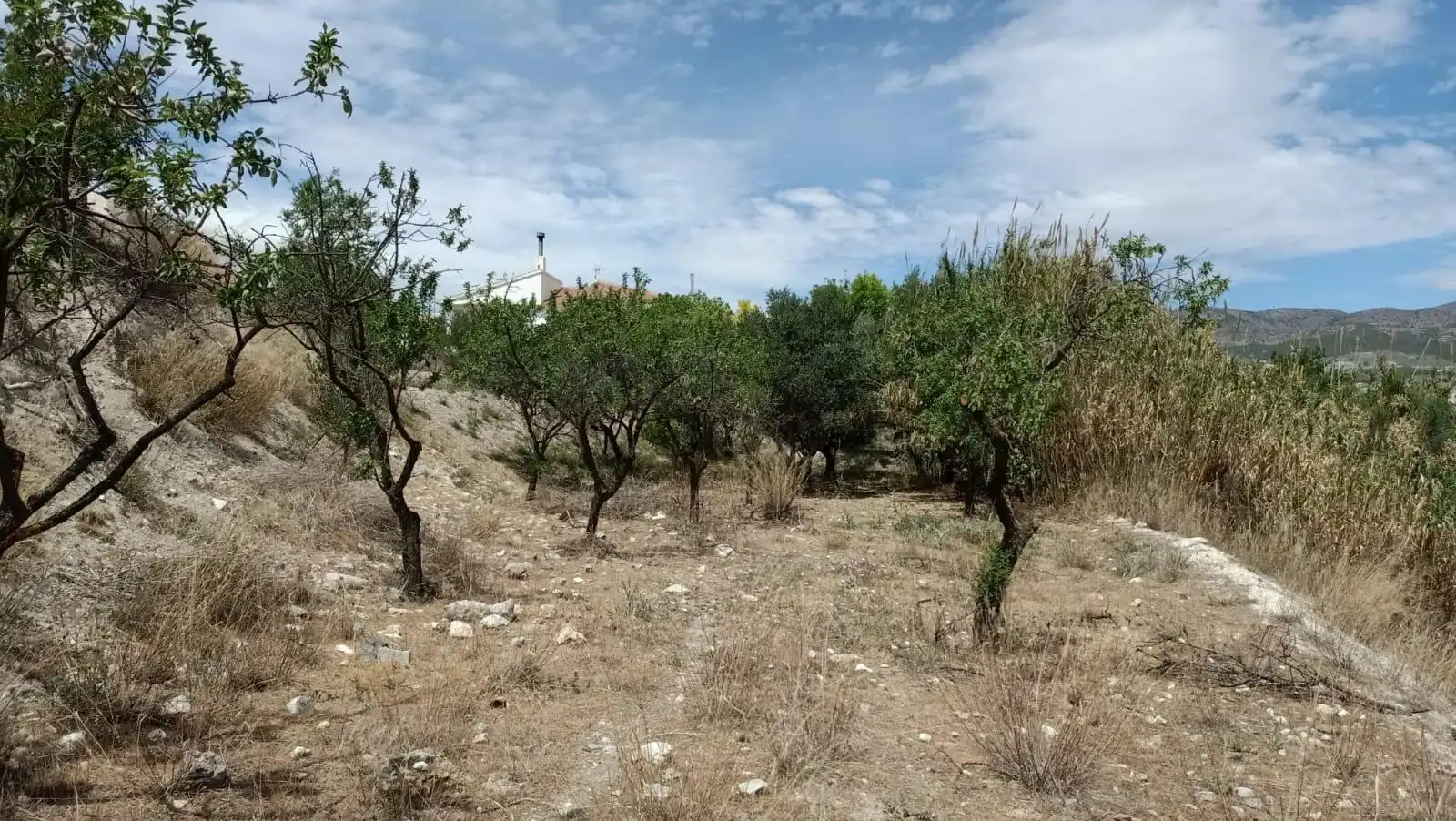 LÚCAR  ALMERÍA , TERRENO URBANO CON AGUA ., imatge 2