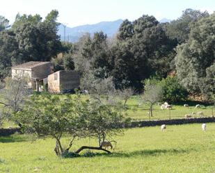 Jardí de Finca rústica en venda en Búger