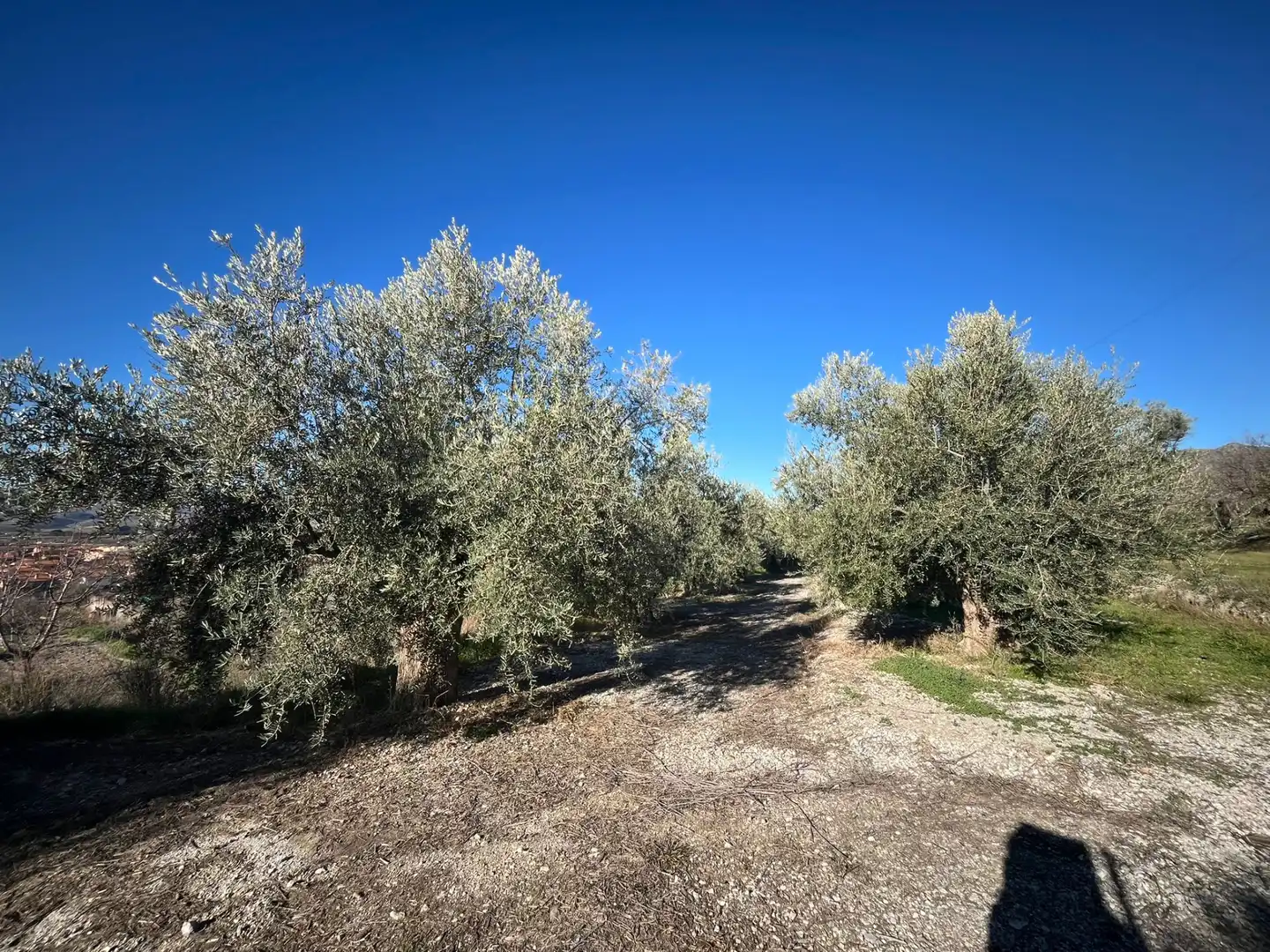 Rural land for sale in Calle Jose Saramago 2, imagen 7