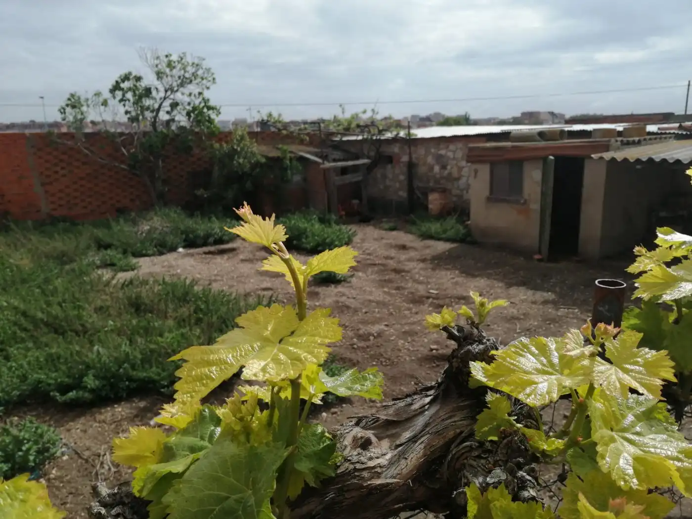 Terreni e lotti in vendita a San Isidro - Espíritu Santo, imagen 3