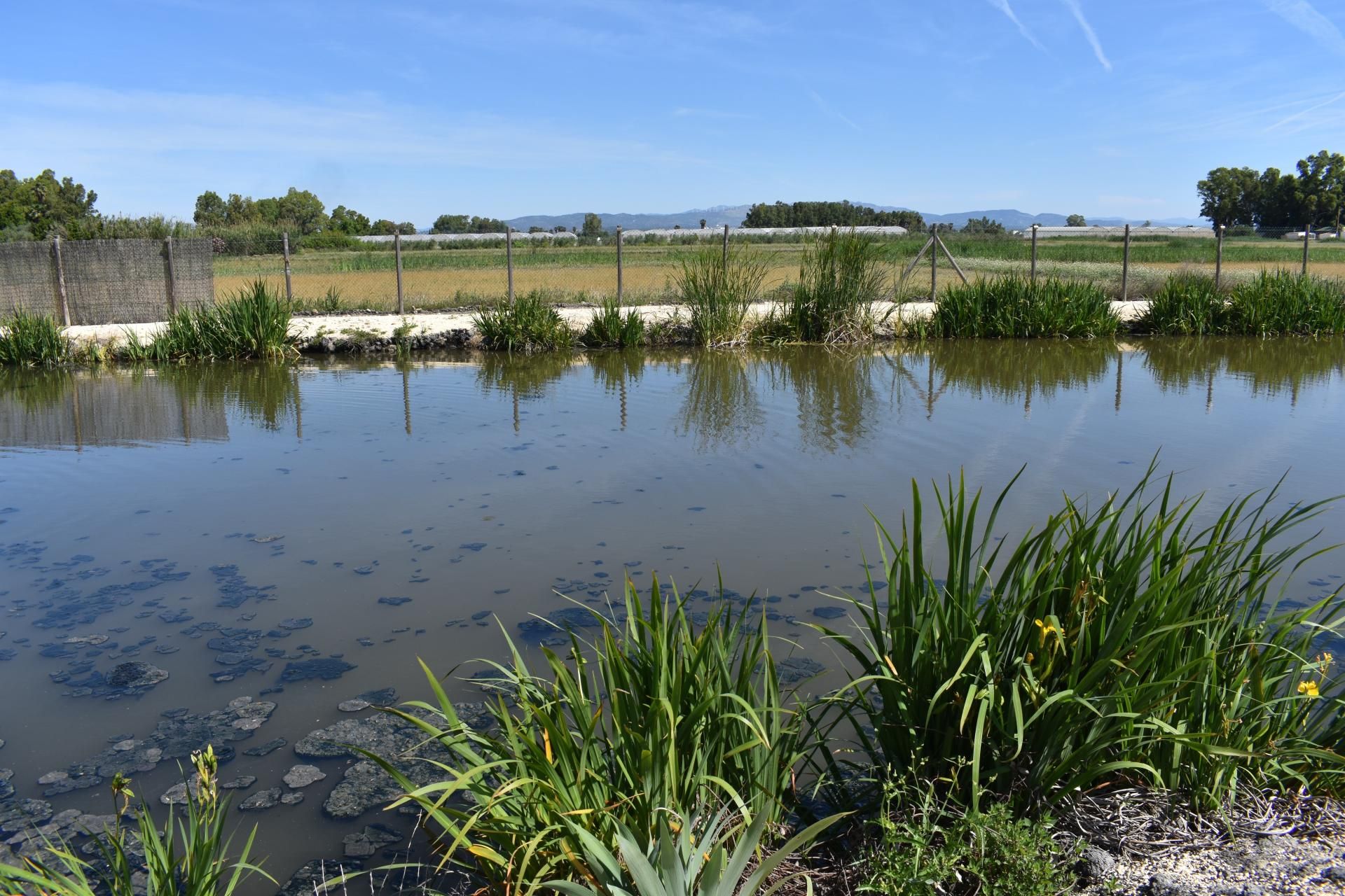 Finca rústica en venda a Eucaliptus - Poble Nou del Delta